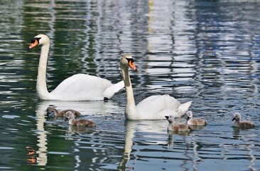 Höckerschwan (Cygnus olor) Familie am Attersee, Österreich