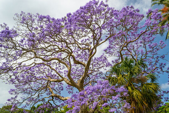 Jacaranda mimosifolia - blue jacaranda - tree, in full bloom on a beautiful summer's day at the Royal Botanic Gardens in Sydney, New South Wales, Australia