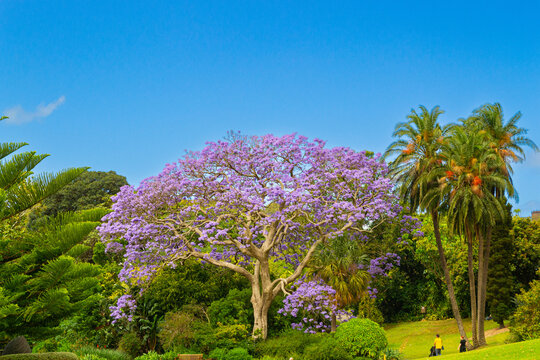 Jacaranda mimosifolia - blue jacaranda - tree, in full bloom on a beautiful summer's day at the Royal Botanic Gardens in Sydney, New South Wales, Australia