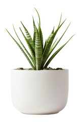 PNG White planter pottery aloe vase.