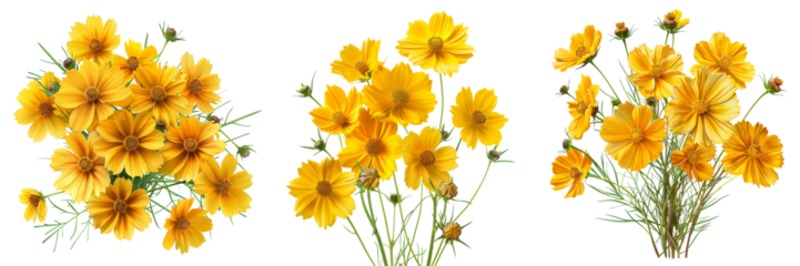 Bouquet of Coreopsis Flowers Isolated on Transparent or White Background, PNG