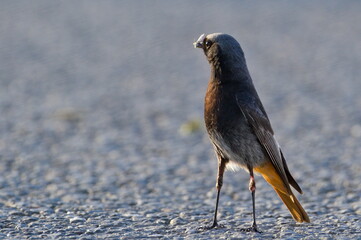 Phoenicurus ochruros aka Black redstart male perched on theground. Funny thin legs.