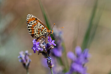 Twin-spot Fritillary butterfly, Brenthis hecate, butterfly in the grass