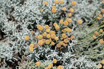 Santolina chamaecyparissus also known as Cotton lavender