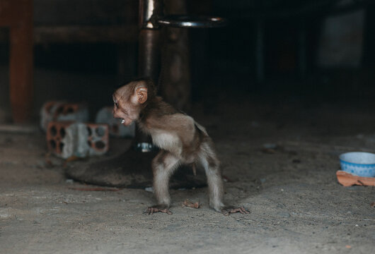 a sad little monkey got chained