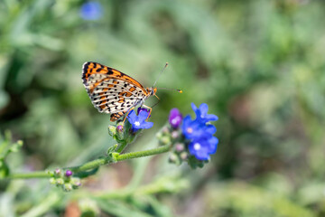 Twin-spot Fritillary butterfly, Brenthis hecate, butterfly in the grass