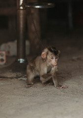 a sad little monkey got chained