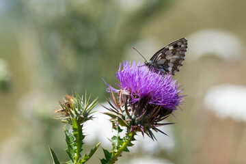 Summer scene, butterfly on flower - Little melanargia (Melanargia galathea)