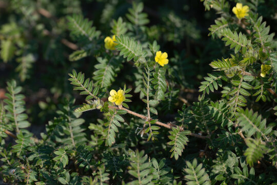 A flower of goat head flower, Tribulus terrestris, a medical plant from the Mediterranean area