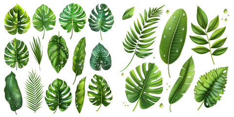 Fresh Tropical Leaves with Water Drops Isolated on Transparent or White Background, PNG