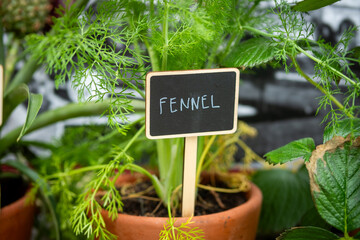 Fennel plant with text displaying name- chalk on blackboard