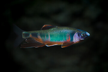 Pale bleak (a Japanese fish), nuptial coloration