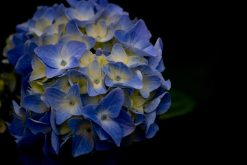 アジサイとコピースペース