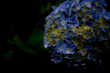 アジサイとコピースペース