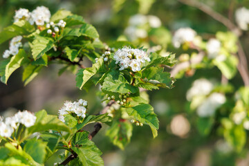 Branches of flowering hawthorn. Low depth of field. Selective focusing.