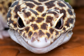 Close up of a leopard gecko