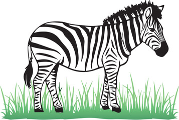 Hand drawn vector silhouette big Zebra