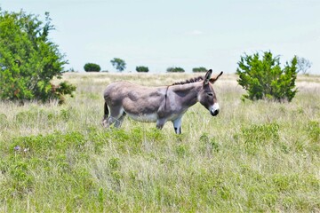 Donkey in Field