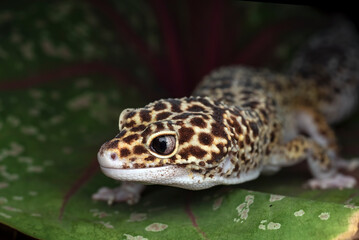 Close up of a leopard gecko