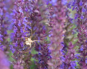 plants with purple flowers and a white spider