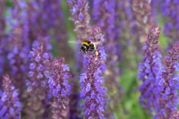 purple flowers and flying bee