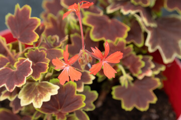 pink flowers against a background of brown-green leaves
