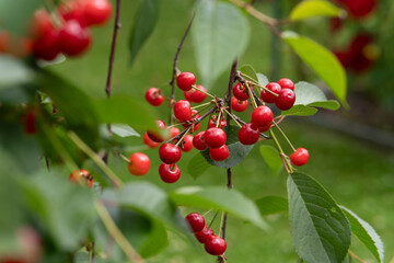 Ripe red cherries hanging from a tree with green leaves in the background