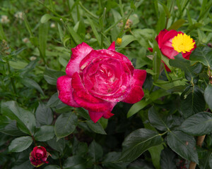 red-orange rose blossom on a background of green leaves