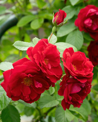 red roses against a background of green leaves