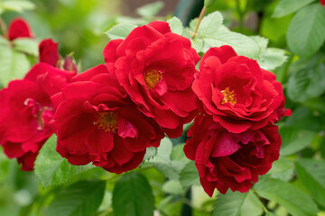 Obraz premium red roses against a background of green leaves
