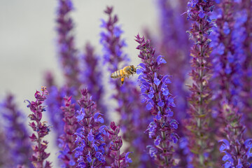 Naklejka premium purple flowers and flying bee
