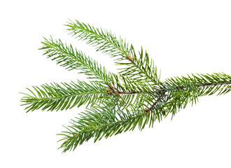 Green pine tree branch isolated on white