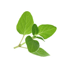 Obraz premium Sprig of fresh green oregano isolated on white