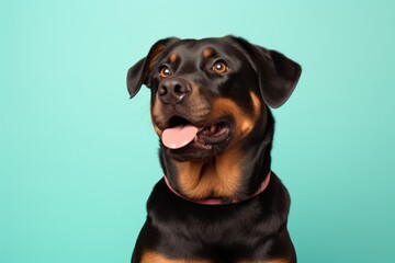 Portrait of a funny rottweiler isolated in solid pastel color wall