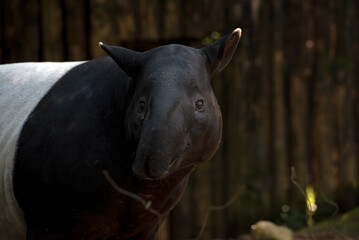 Black-and-white tapir, is the only living Tapir species outside of the Americas