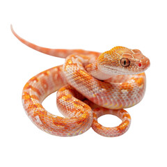 Beautiful close-up of a colorful corn snake coiled up, showcasing its vibrant orange and red scales on a white background.