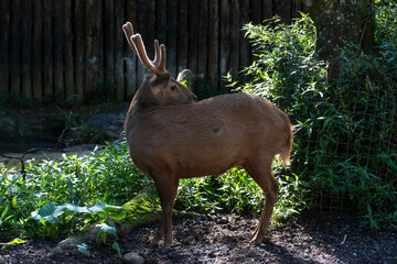 Male sambar deer with long horn