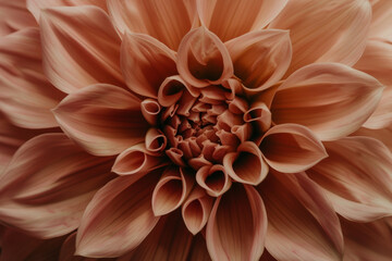 Close up of a Beautiful Peach Dahlia Flower with Delicate Petals in Full Bloom