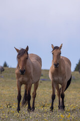 Fototapeta premium Wild Horses in Summer in the Pryor Mountains Montana