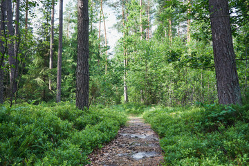 leśna ścieżka  © Marcin Łazarczyk