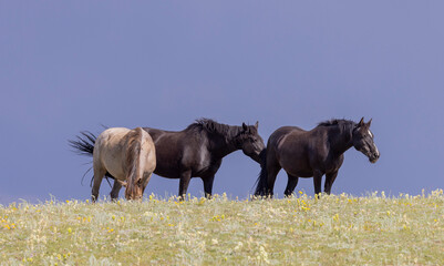 Fototapeta premium Wild Horses in Summer in the Pryor Mountains Montana