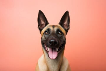 Obraz premium Portrait of a happy belgian malinois dog on solid pastel color wall