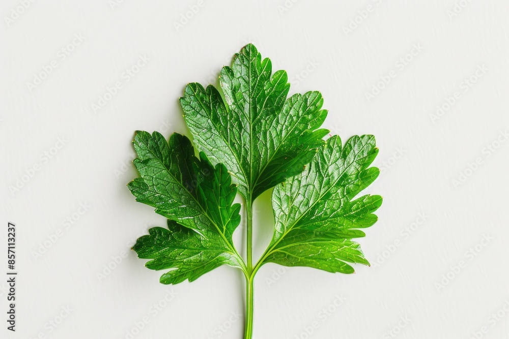 Poster a single green leaf sits on a white surface, providing a pop of color and texture