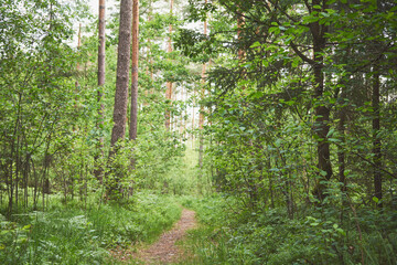 ścieżka,las  © Marcin Łazarczyk