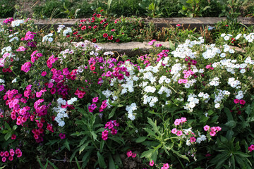 Lush beautiful multi color Phlox garden flowers