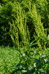 Part of a sorrel bush Rumex confertus growing in the wild with dry seeds on the stem