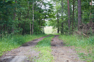 leśna droga  © Marcin Łazarczyk