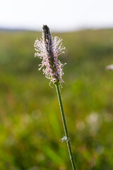 Plantago media, Hoary plantain, Plantaginaceae. Wild plant shot in spring