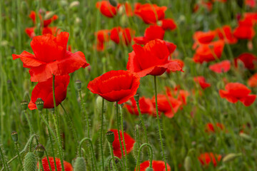 Papaver rhoeas or common poppy, red poppy is an annual herbaceous flowering plant in the poppy family, Papaveraceae, with red petals