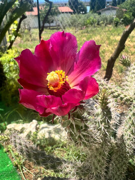 fiore cactus magenta 